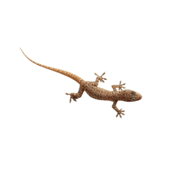 Reptile