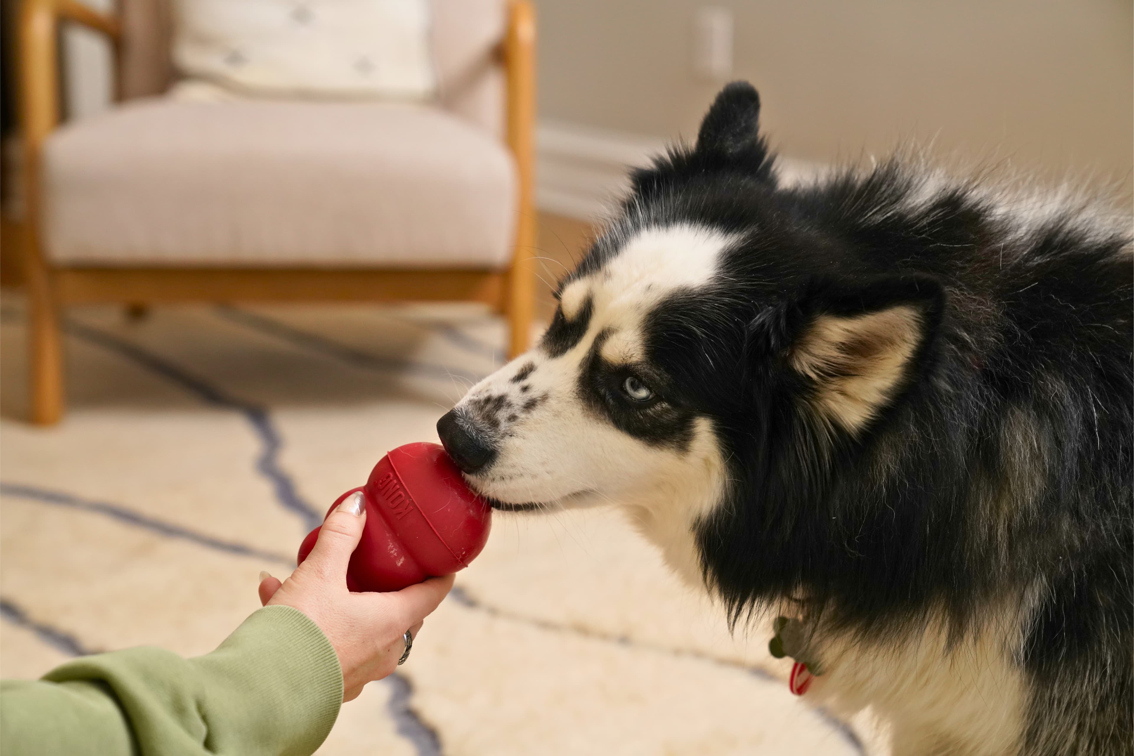 Dog playing with a classic red KONG toy