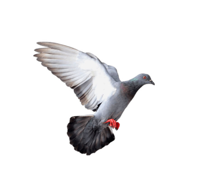 Pigeon